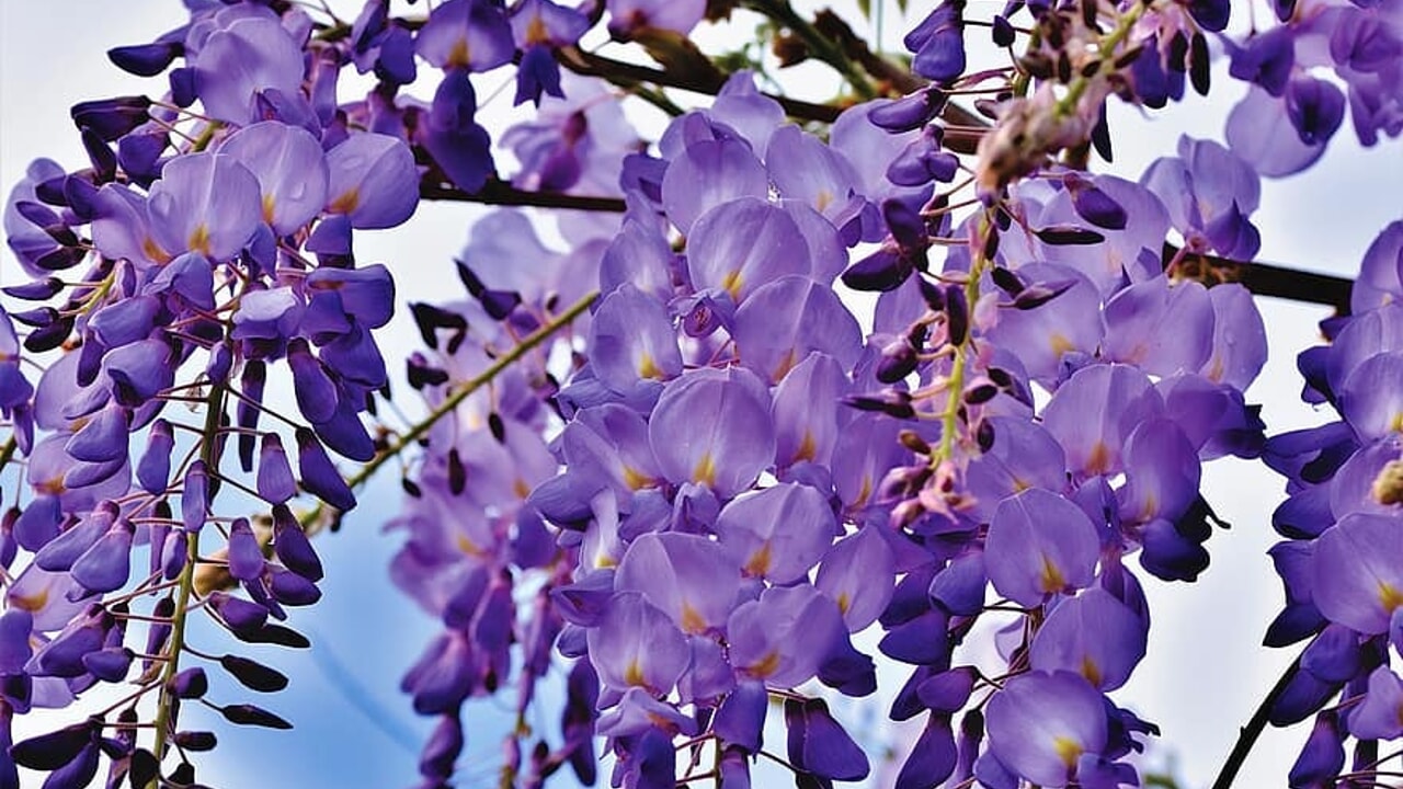 Spring in Venice: Discovering the City in Bloom